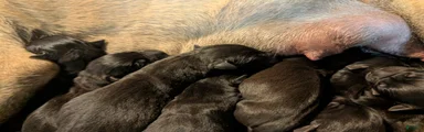South African Boerboels Puppy 1
