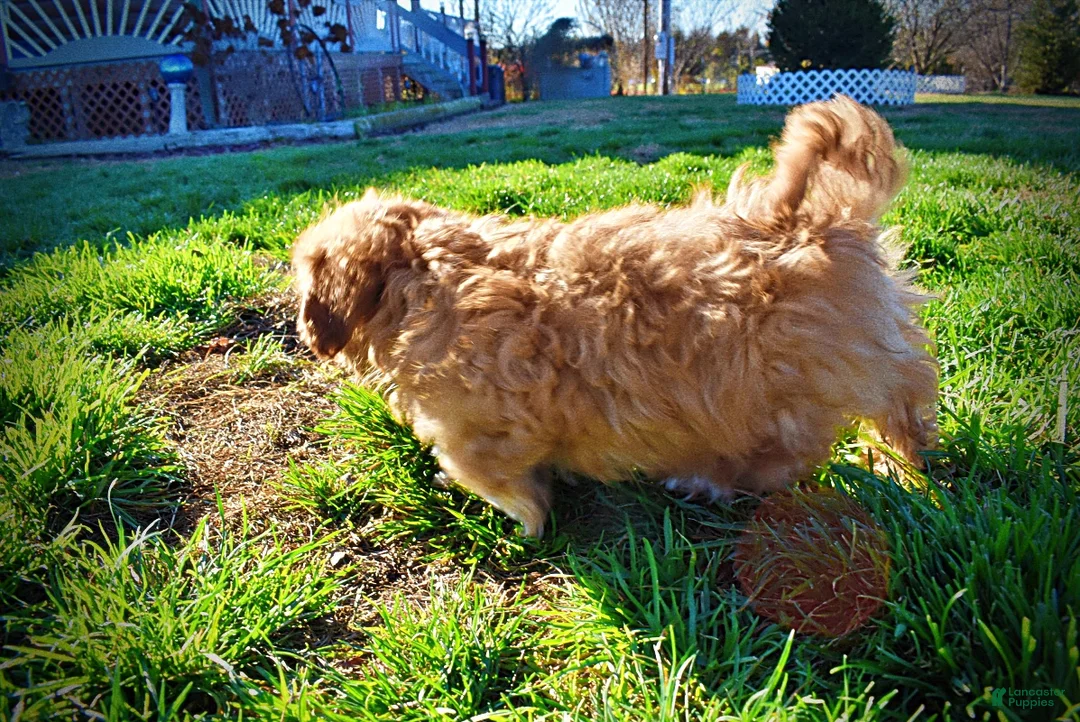 Havapoo dogs for sale: Scout - Ad 11