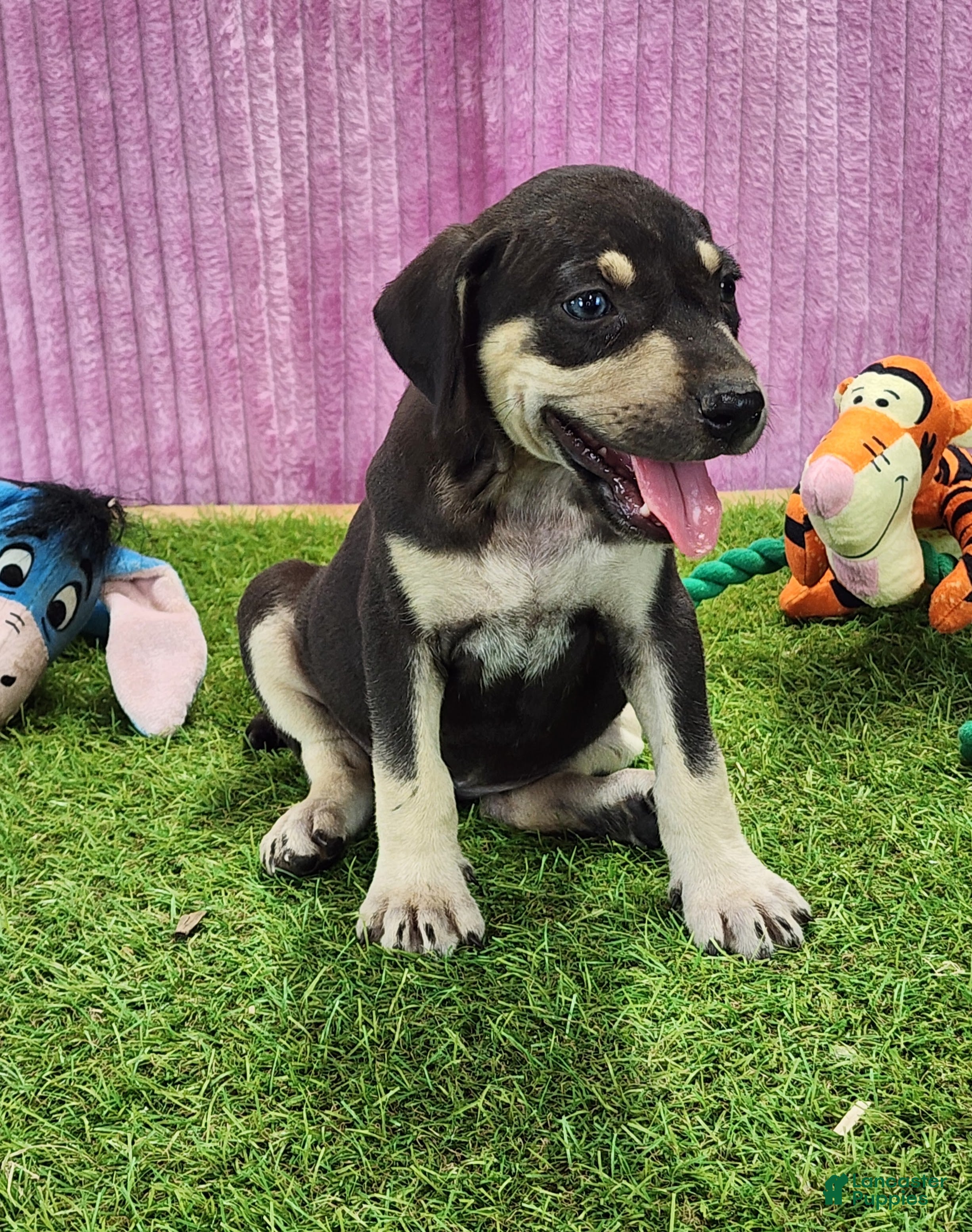 Catahoula Leopard Dog dogs Tess 2025 Female 3 - Ad 29