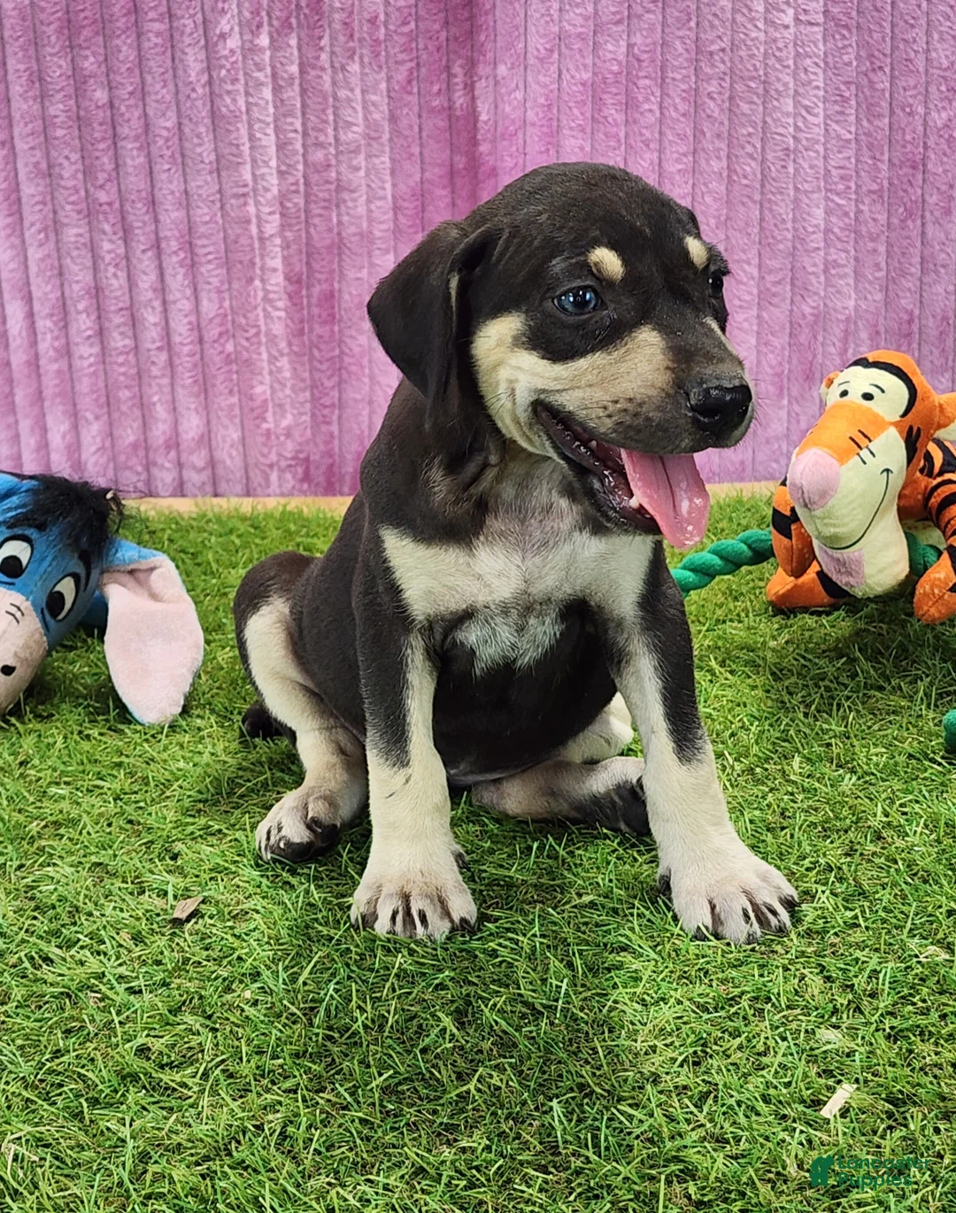 Catahoula Leopard Dog dogs for sale: Tess 2025 Female 3 - Ad 1