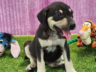 Catahoula Leopard Dog dogs Tess 2025 Female 3 - Ad 16