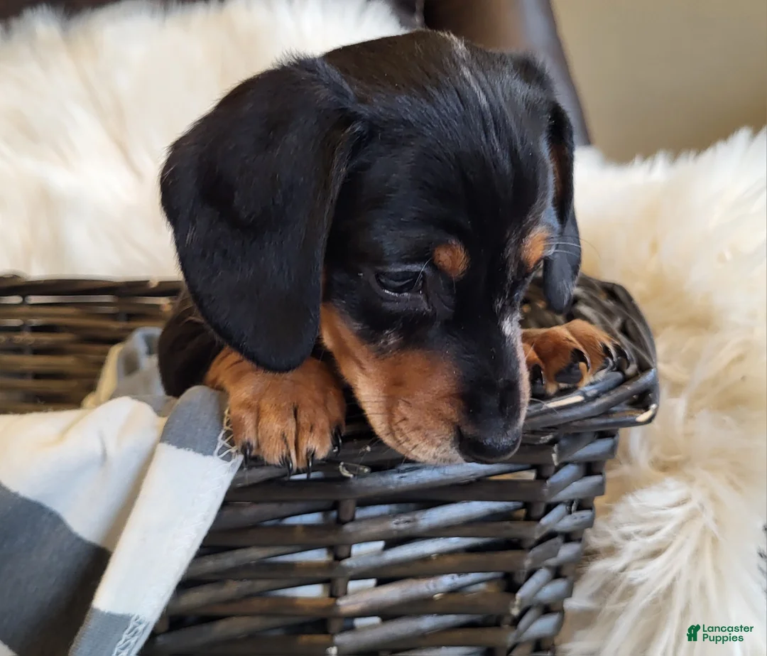 Miniature Dachshund dogs for sale: MUFFIN  - Ad 2
