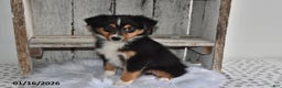 Australian Shepherd dogs for sale: Cooper - Ad 1