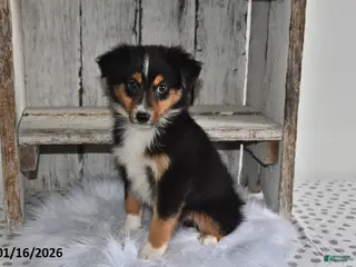 Australian Shepherd dogs Cooper - Ad 22