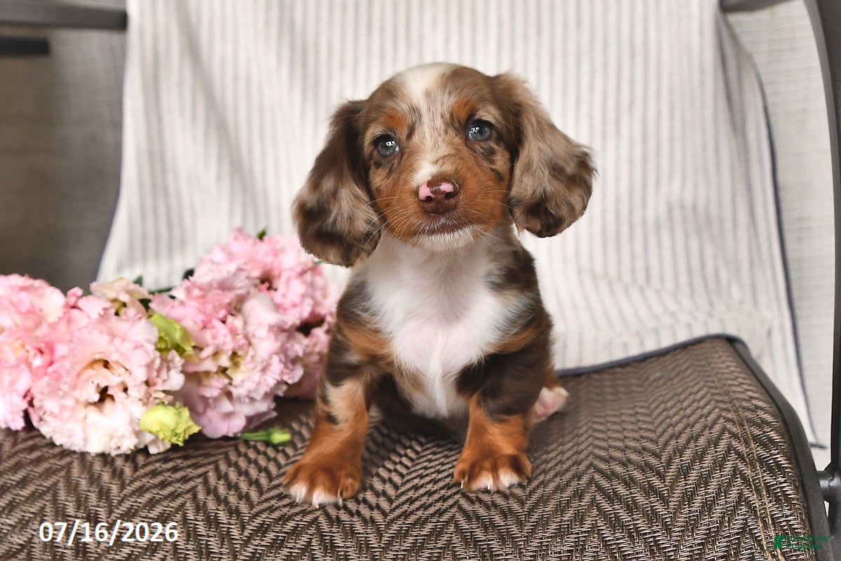 Miniature Dachshund dogs Kyron - Ad 2