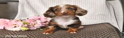 Miniature Dachshund dogs for sale: Kyron - Ad 2