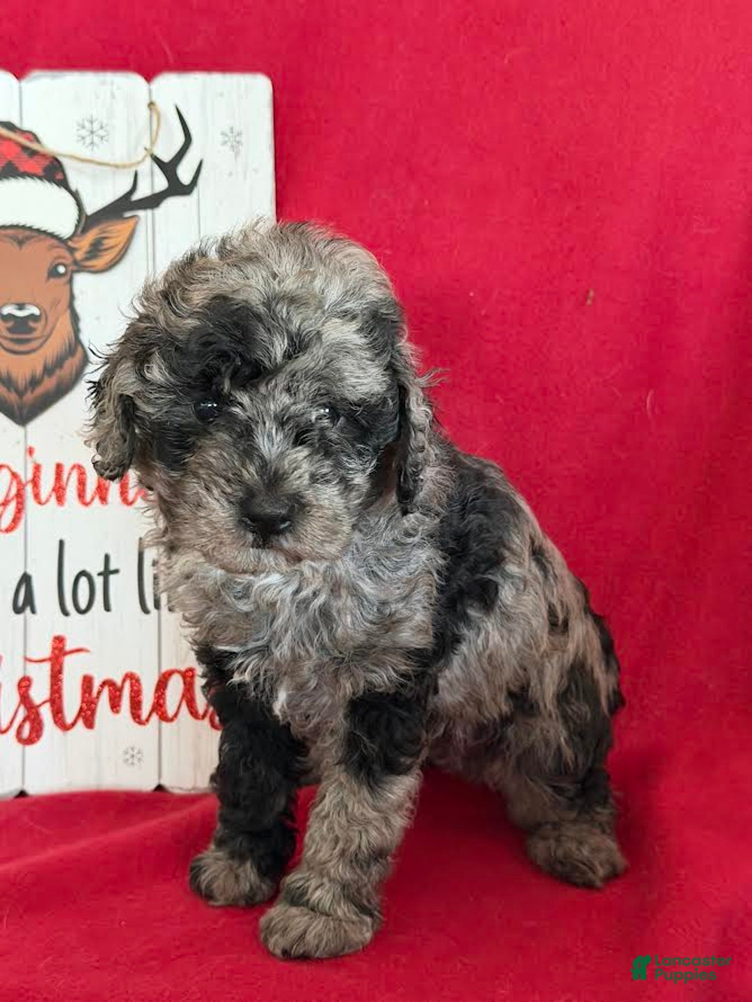 Miniature Poodle dogs for sale: Julia - Ad 2