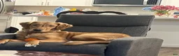 Golden Retriever dogs for sale: Golden Retriever 1 - Ad 1