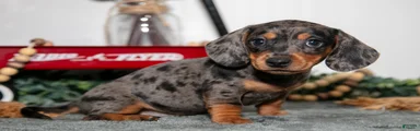 Titi