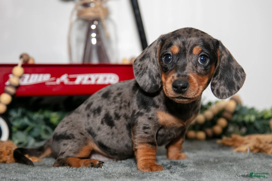 Miniature Dachshund dogs for sale: Titi - Ad 1