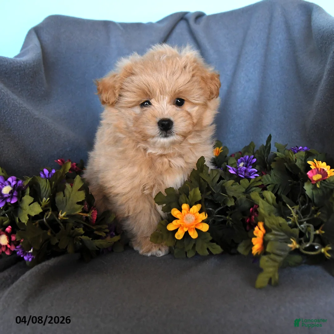 Pomapoo dogs for sale: Sandy - Ad 1