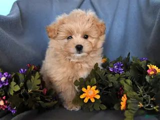 Pomapoo dogs for sale: Sandy - Ad 4