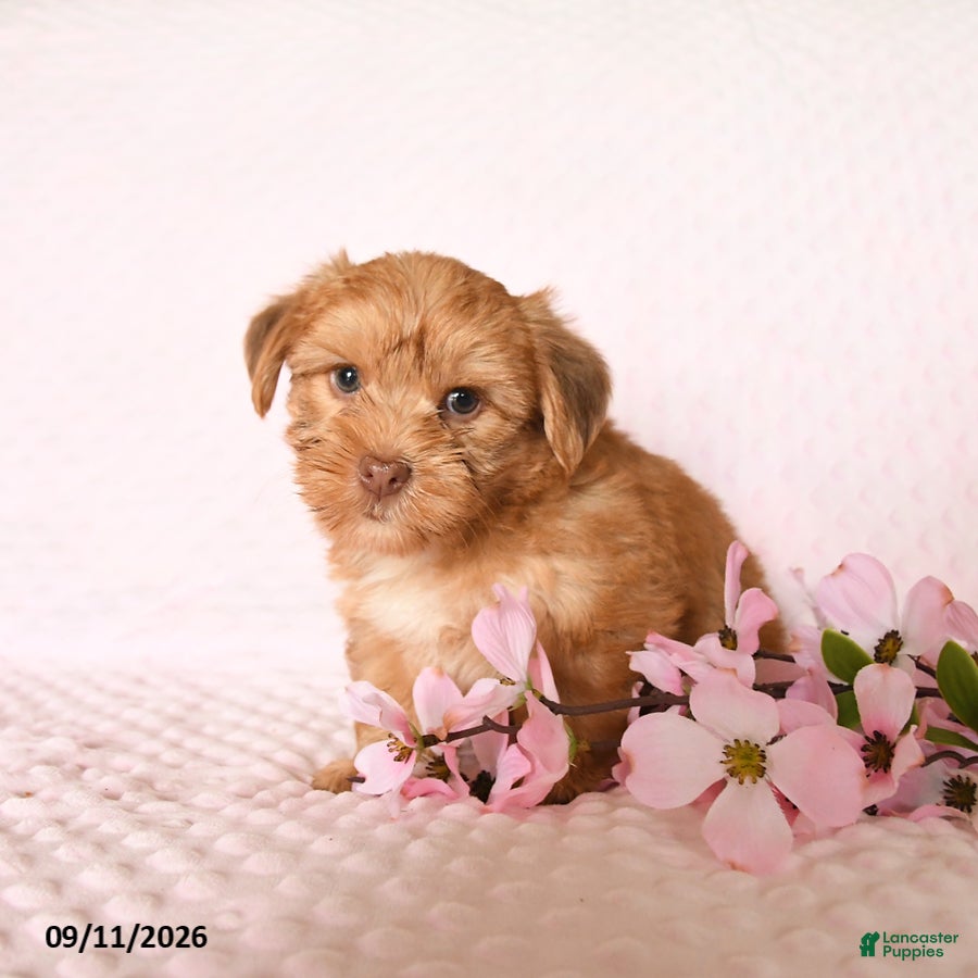 Yorkshire Terrier dogs Chelsey - Ad 1