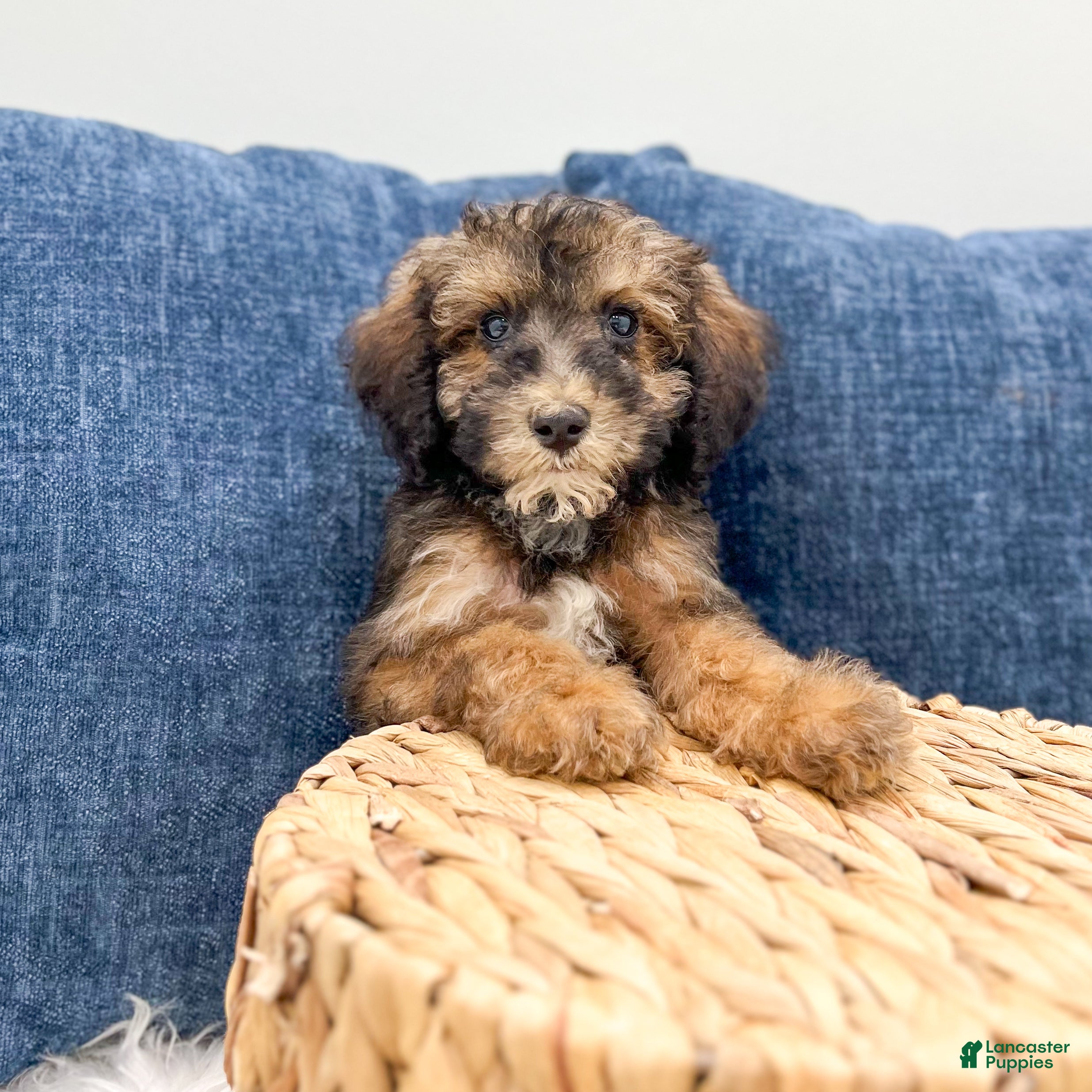 Miniature Poodle dogs Skye - Ad 2
