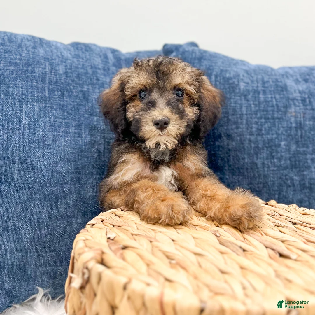 Miniature Poodle dogs for sale: Skye - Ad 2