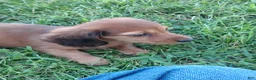Miniature Dachshund dogs for sale: Miniature Dachshund 3 - Ad 5
