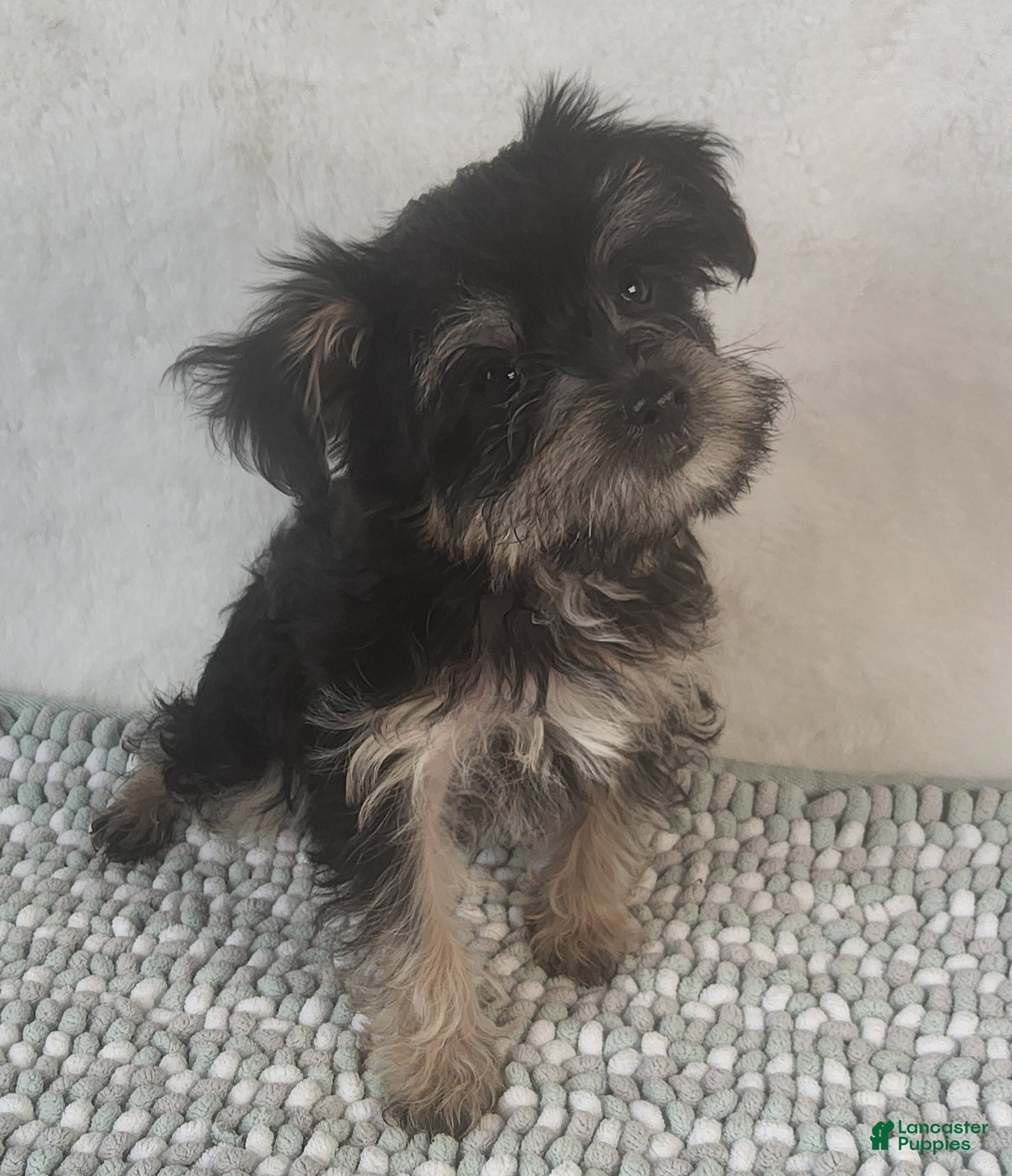 Yorkiepoo dogs Diamond Dream - Ad 1