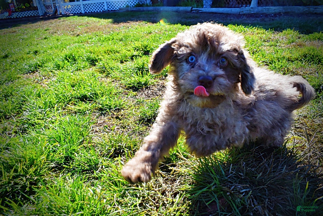 Havapoo dogs for sale: Indy - Ad 9