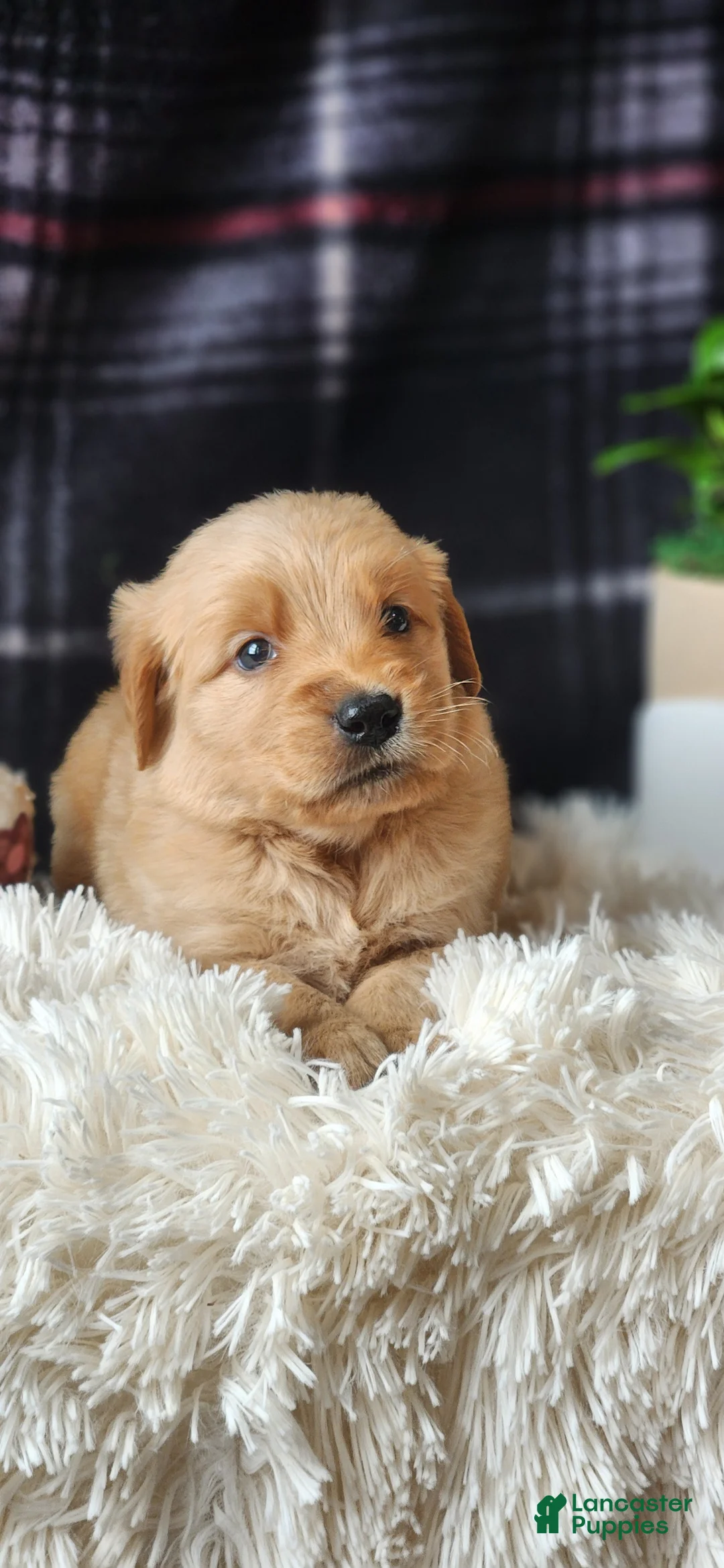 Golden Retriever dogs for sale: Logan - Ad 2
