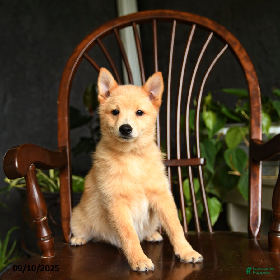Schipperke dogs Quinn - Ad 1