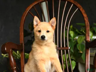 Schipperke dogs Quinn - Ad 1