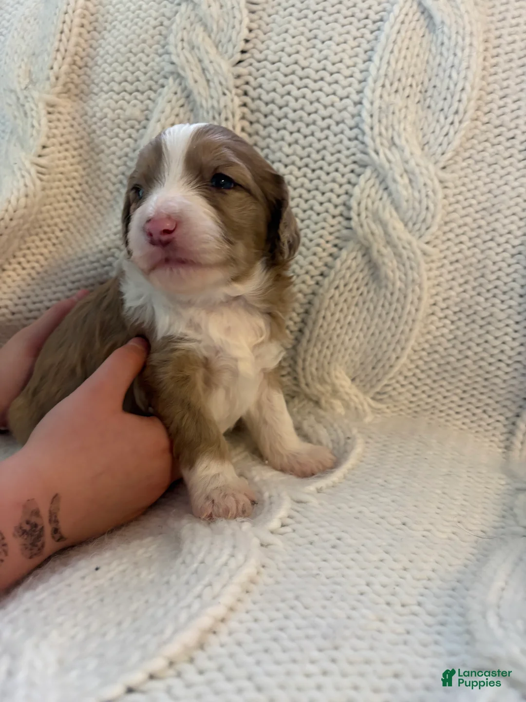 Mini Aussiedoodle dogs for sale: Mini Aussiedoodle Puppy 4 - Ad 3