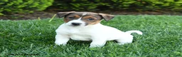 Jack Russell Terrier dogs for sale: Ash - Ad 1