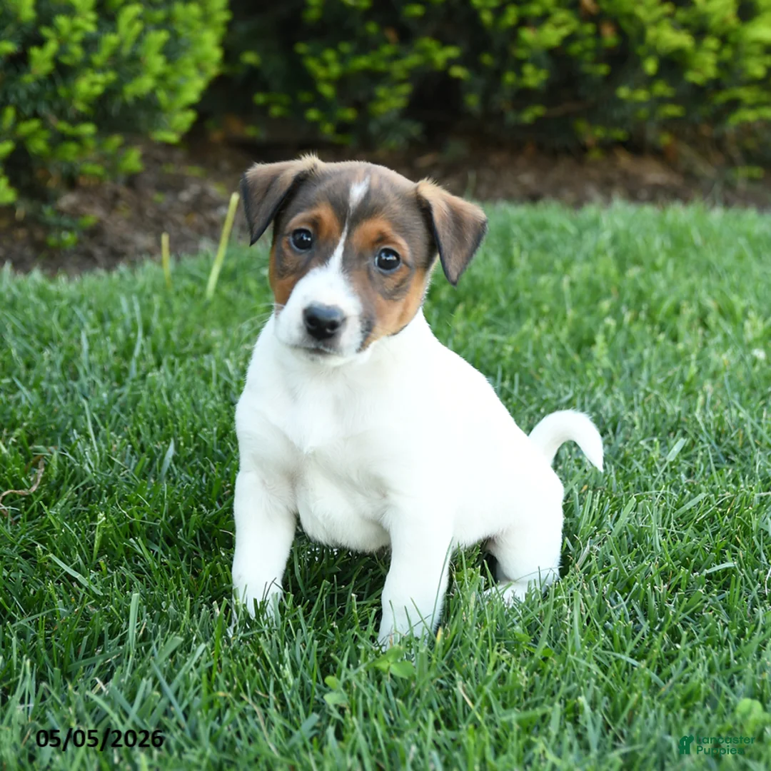 Jack Russell Terrier dogs for sale: Ash - Ad 1