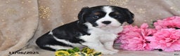 Cavalier King Charles Spaniel dogs for sale: Bingo - Ad 6