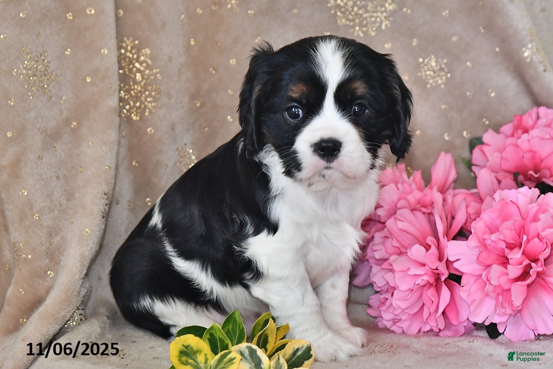 Cavalier King Charles Spaniel dogs for sale: Bingo - Ad 6