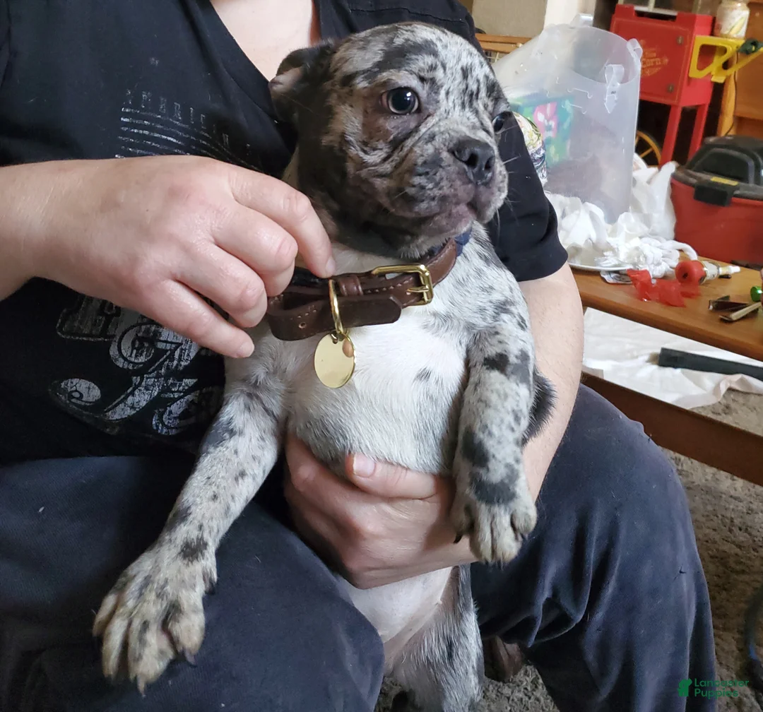 French Bulldog dogs for sale:  Checkie - Ad 2