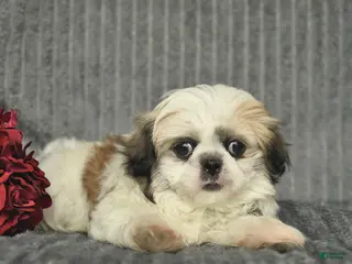 Malshi dogs for sale: Bradley - Ad 1