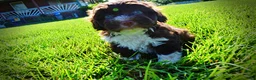 Havapoo dogs for sale: Baxter - Ad 18