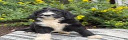 Mixed Breed dogs for sale: Guiness - Ad 12