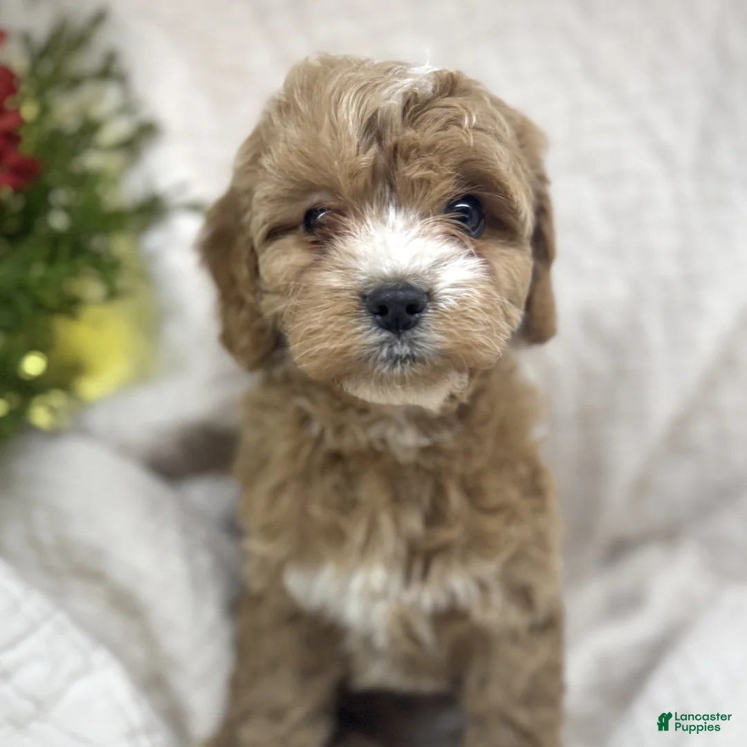 Cavapoo dogs for sale: Cavapoo Puppy 4 - Ad 1