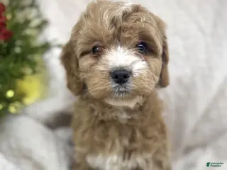 Cavapoo dogs Cavapoo Puppy 4 - Ad 32