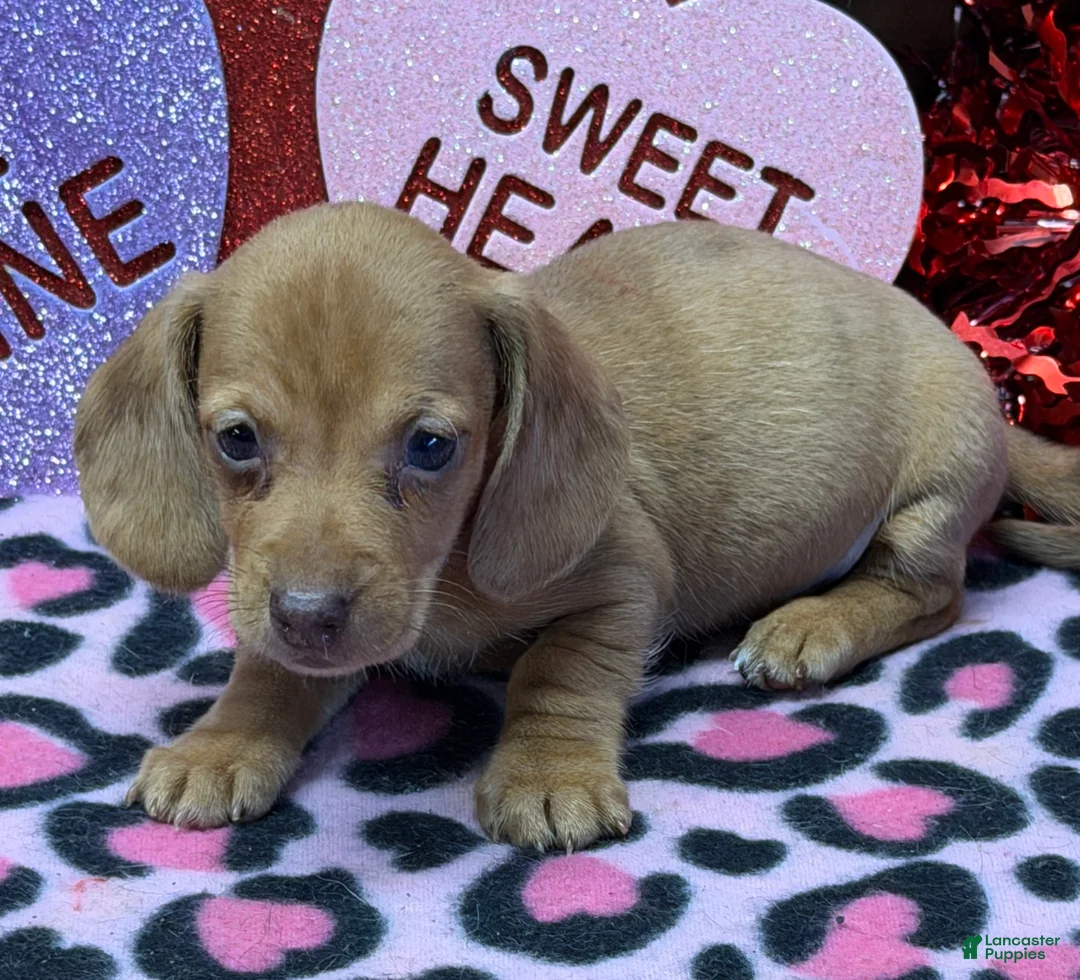 Miniature Dachshund dogs for sale: Pedro - Ad 3