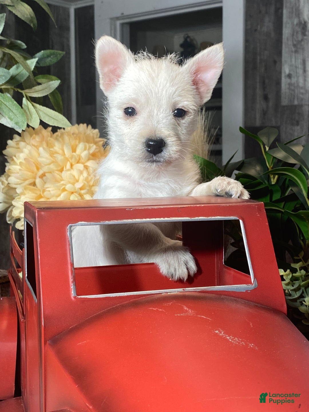 West Highland Terrier dogs for sale: Washington  - Ad 1