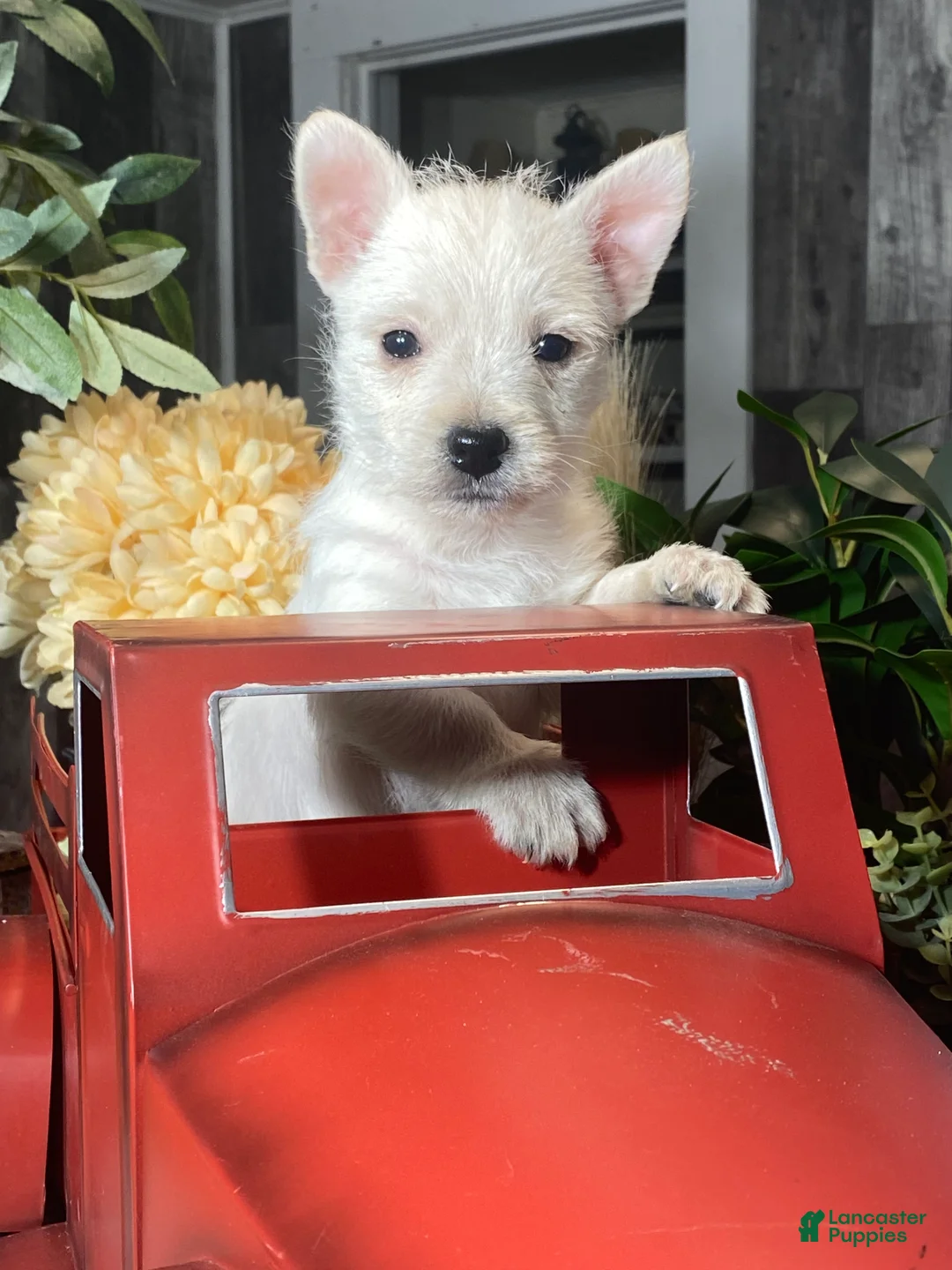 West Highland Terrier dogs for sale: Washington  - Ad 1