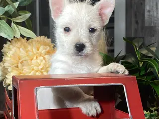 West Highland Terrier dogs Washington - Ad 13