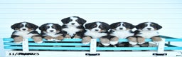 Bernese Mountain Dog dogs for sale: Arya - Ad 2