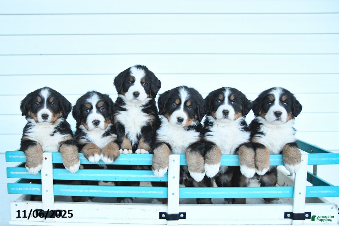 Bernese Mountain Dog dogs for sale: Arya - Ad 2