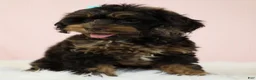 Cockapoo dogs for sale: Magdalena 🍓 - Ad 5