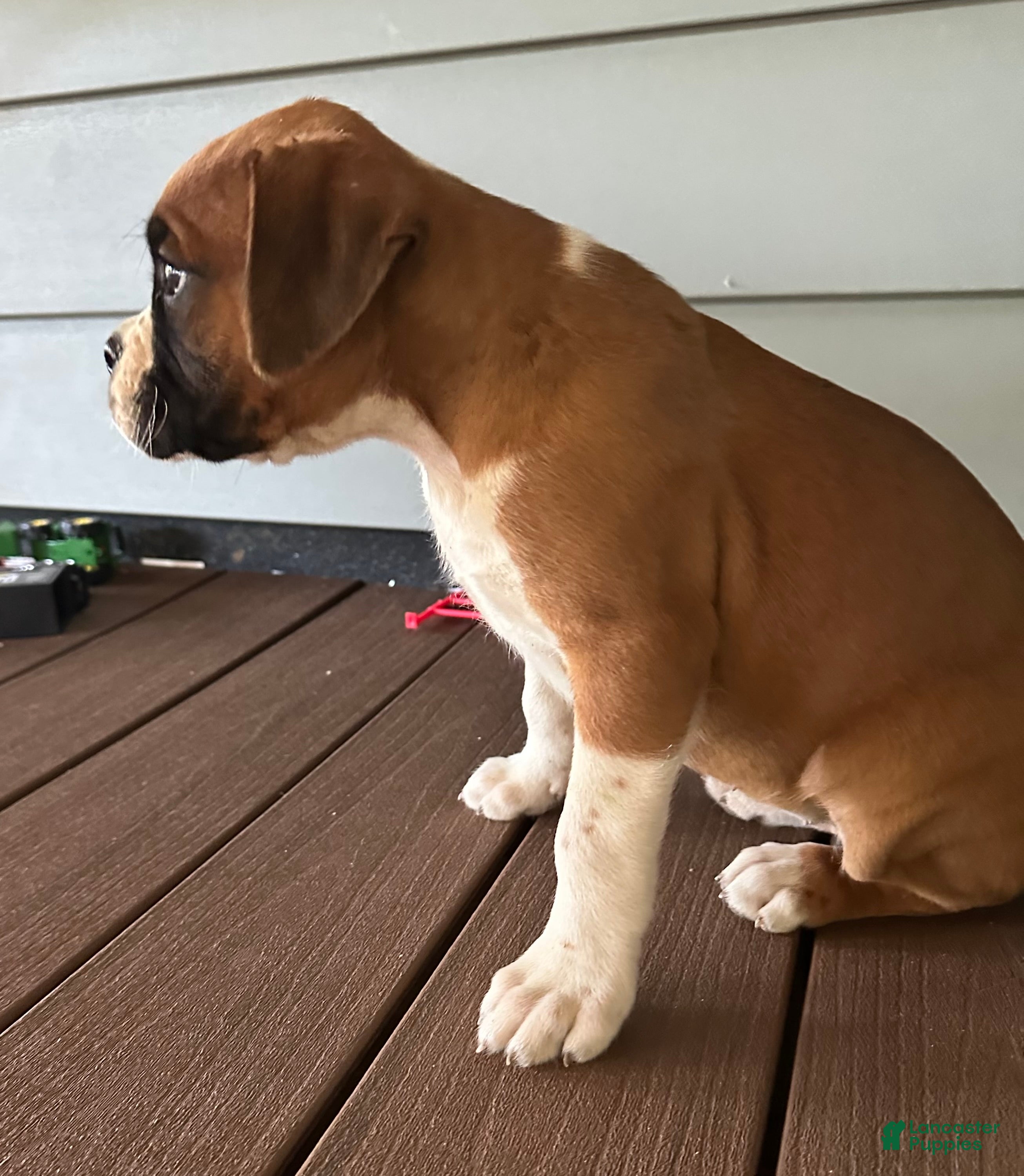 Boxer dogs Serena - Ad 2