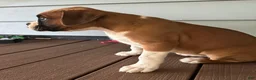Boxer dogs for sale: Serena - Ad 2