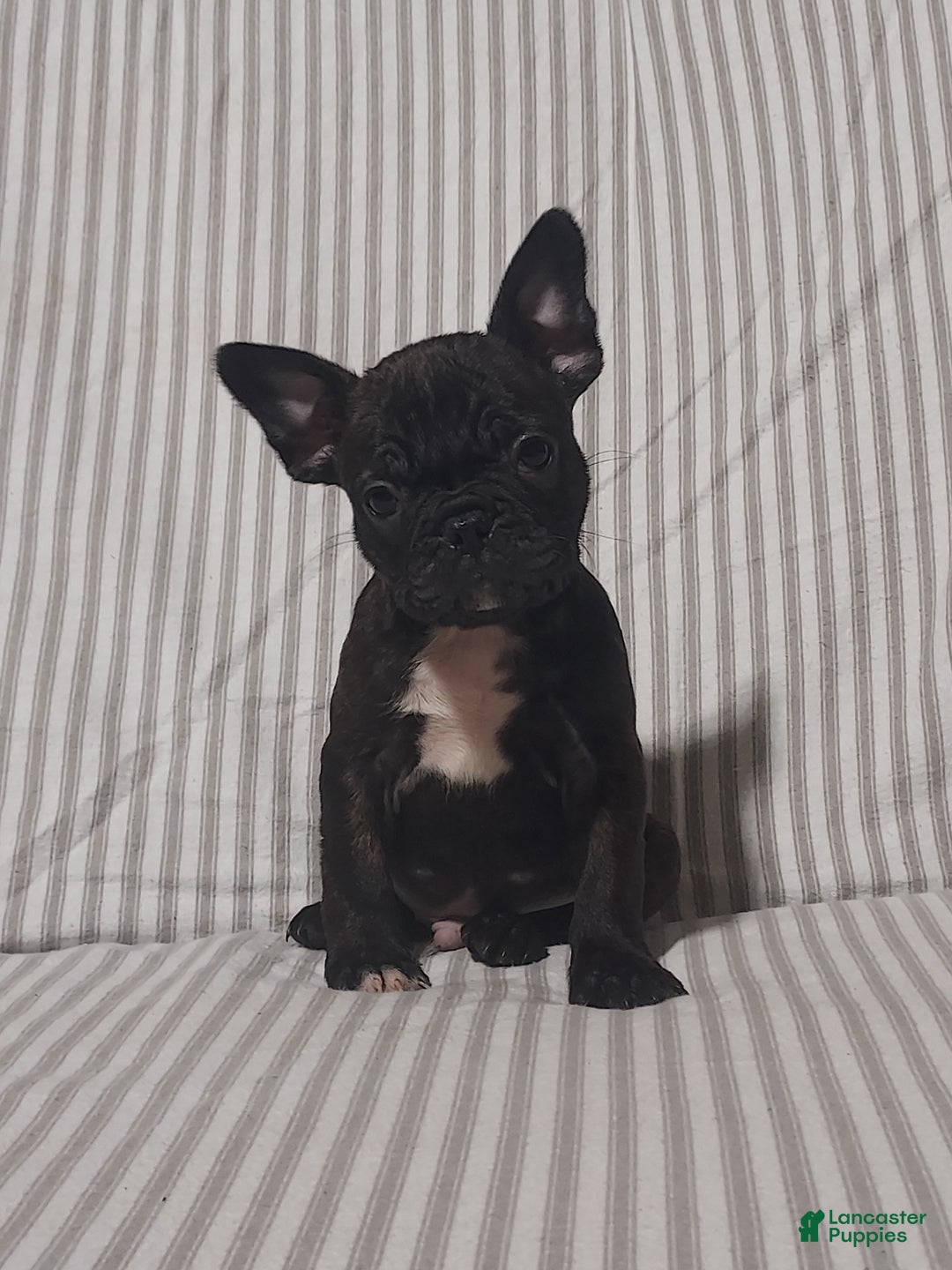 Frenchton dogs for sale: Blake - Ad 6