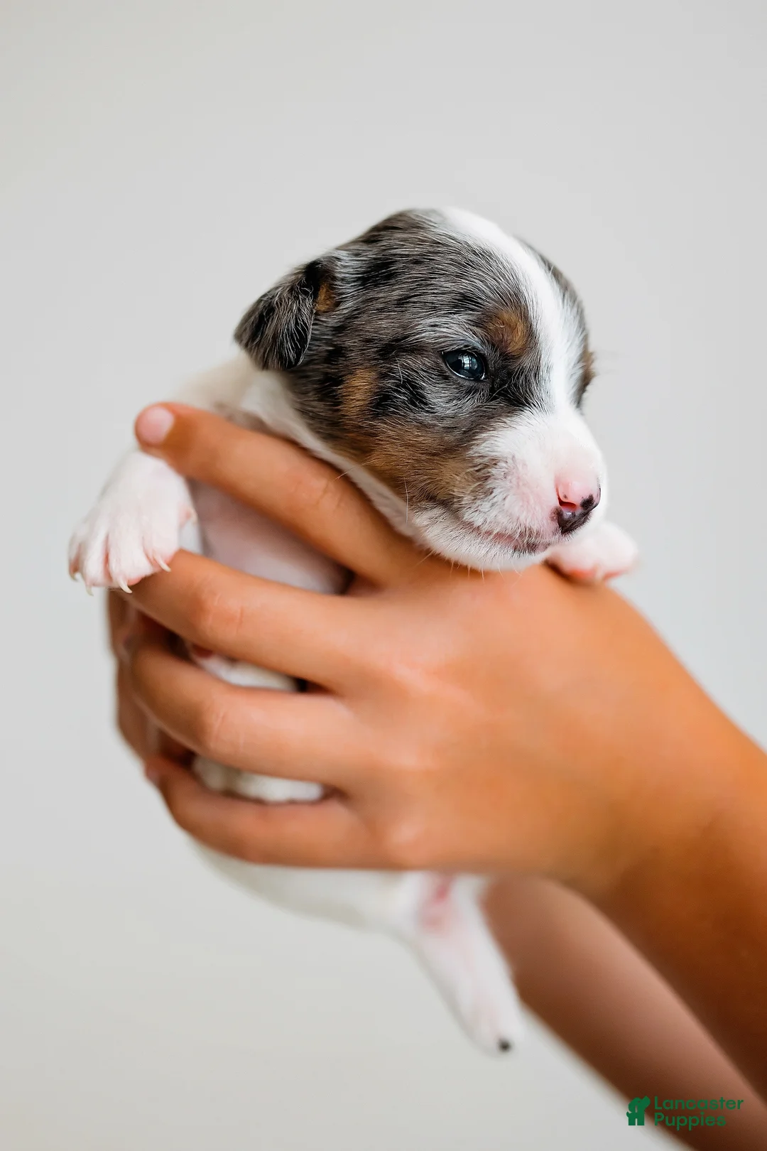 Jack Russell Terrier dogs for sale: Jack Russell Terrier 2 - Ad 1