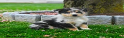 Australian Shepherd dogs for sale: Fletcher - Ad 5
