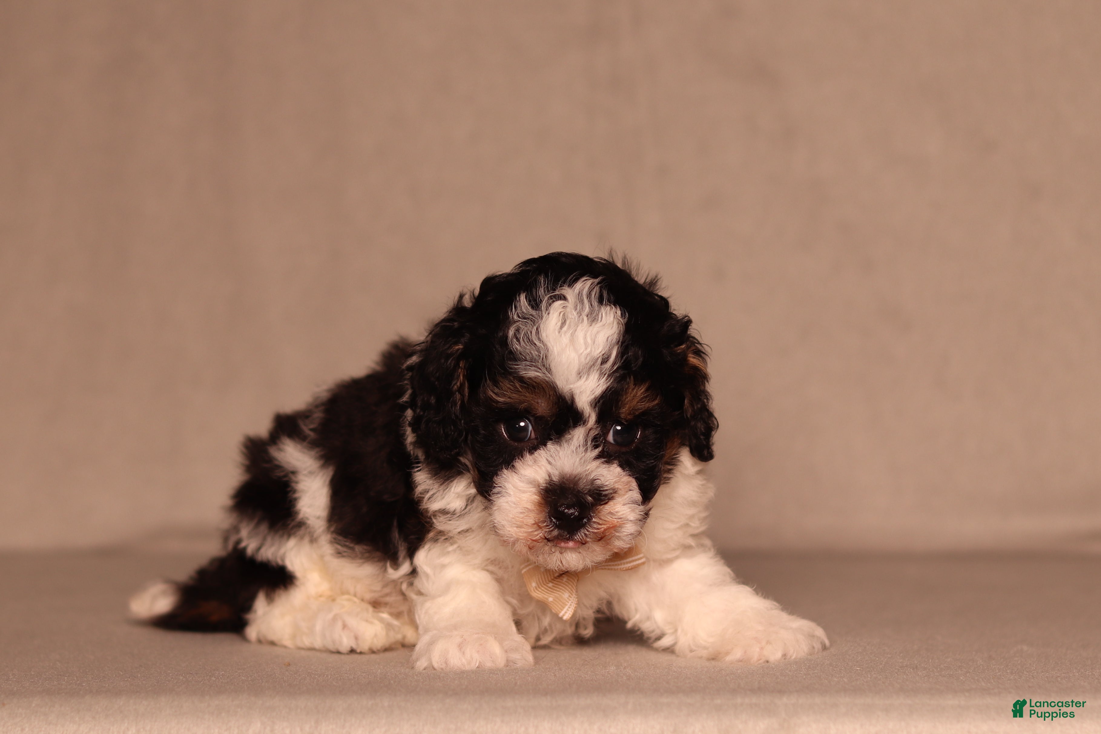 Miniature Poodle dogs Dawson - Ad 1