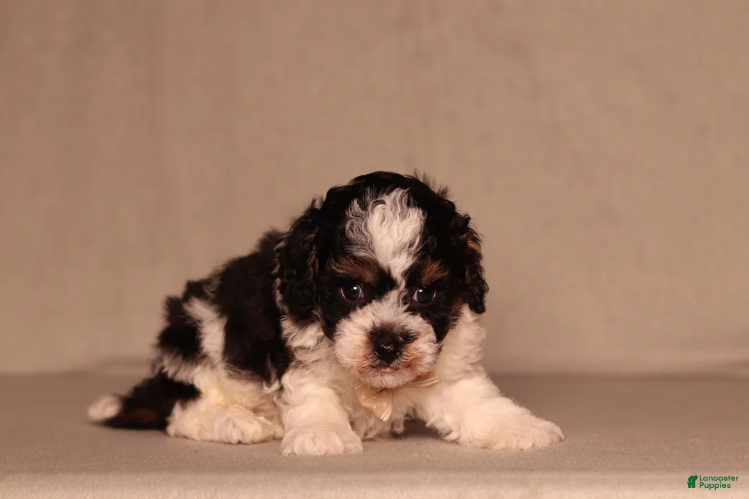 Miniature Poodle dogs for sale: Dawson - Ad 1